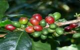 巴西咖啡蜜处理风味介绍 伊帕内玛庄园甜蜜日晒是什么处理法