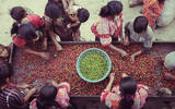 危地马拉咖啡产区圣塔费丽莎庄园 七种以上的咖啡生豆处理法