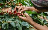 咖啡樱桃是怎样采摘下来的 咖啡果实怎样采摘的风味最好