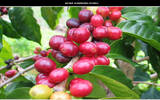 埃塞俄比亚哈拉玛莎拉地区日晒咖啡豆风味口感特征介绍描述