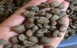 印尼和曼特宁咖啡豆分类：黄金曼特宁和曼特宁咖啡豆风味特点描述