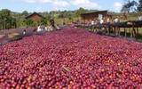 哥斯达黎加塔拉珠钻石山高山极硬豆红蜜处理咖啡风味口感香气描述