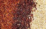 罗布斯塔和阿拉比卡咖啡豆口感种植风味的区别