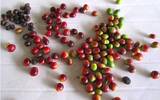 哥斯达黎加咖啡琵拉庄园日晒铁皮卡得奖记录咖啡豆风味口感描述