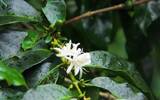 亚洲主要的咖啡种植地 中国哪里能种植咖啡树
