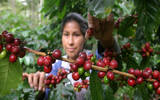 危地马拉卡杜拉咖啡 危地马拉手冲咖啡豆圣佩罗庄园嘉慕斯白蜜