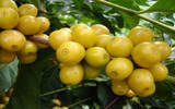 卡杜拉咖啡树的特征有哪些 哪里适合种植卡杜拉咖啡树
