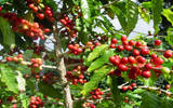 咖啡种植技术分享 咖啡的成长过程与种植条件 咖啡树的寿命只有…