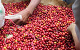 巴拿马咖啡瑰夏咖啡品种的新秀庄园-詹森庄园风味口感介绍