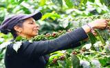 哥伦比亚咖啡庄园 哥伦比亚最贵的咖啡-哥伦比亚棕榈与大嘴鸟LPET