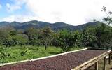 哥斯达黎加微风处理厂萨拉卡庄园日晒（Villalobos种）品种介绍
