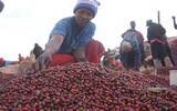 肯尼亚咖啡豆等级划分制度介绍 肯尼亚AA TOP咖啡是什么