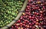 scaa精品咖啡概念定义讲解  咖啡品种与精品咖啡有关系吗？