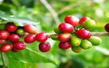 萨尔瓦多咖啡手冲体验 萨尔瓦多极品咖啡的风味口感香气描述