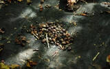 乌干达云瀑农场详细介绍 咖啡豆风味口感描述