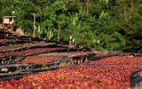 日晒古吉罕贝拉庄园G1 埃塞俄比亚 咖啡庄园精品咖啡豆