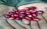 肯尼亚新芽Ｍuiri农场特征描述咖啡豆风味口感介绍