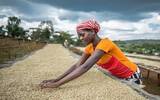 埃塞俄比亚咖啡星巴克，埃塞俄比亚咖啡合作社名称与介绍