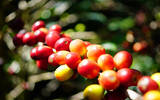 90+传奇咖啡豆之一夏奇索产区日晒处理法的花语风味描述