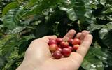 哥斯达黎加圣马丁农场特殊微气候优质古品种咖啡介绍