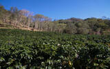 哥斯达黎加咖啡产区西部谷地West Valley咖啡豆风味特点冲煮手法