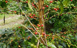 哥伦比亚咖啡业与叶锈病的抗争史-咖啡爱好者一定要知道的一种病