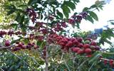 买“牙买加蓝山咖啡豆”做手信的5个理由 蓝山咖啡什么牌子好？