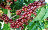哥斯达黎加咖啡怎么样冲煮？哥斯达黎加咖啡豆分级标准告诉你