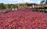 哥伦比亚精品咖啡豆历史起源 四大庄园基本信息介绍