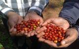 埃塞俄比亚咖啡豆种植介绍口感风味庄园