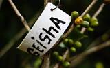 埃塞俄比亚咖啡庄园瑰夏村庄园故事-回到埃塞俄比亚找出瑰夏源头