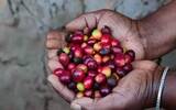 肯尼亚水洗咖啡豆分级品鉴 咖啡豆种类