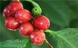 衣索比亚谷吉柯尔夏摩卡妮莎处理厂咖啡豆产量方法风味介绍