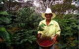尼加拉瓜咖啡豆月光石是象豆吗？如何品尝尼加拉瓜咖啡