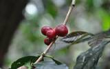 巴布亚新几内亚Wahgi Valley维基谷地 Kunjin咖啡“酸甜震”风味