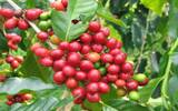 尼加拉瓜咖啡萨卡河庄园玛拉卡杜拉咖啡豆风味特点品种介绍