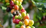 巴西咖啡是什么种类的 黄波旁是巴西的原生种咖啡豆吗
