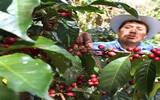 危地马拉安提瓜花神-贝拉卡摩娜庄园经典咖啡风味口感香气描述