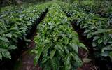 洪都拉斯咖啡产区 洪都拉斯堪比日晒口感的水洗精品咖啡豆