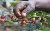 埃塞俄比亚的咖啡交易制度︱ ECX 交易制度