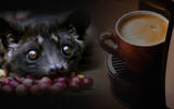 什么是猫屎咖啡？“自然发酵法”成就麝香猫屎咖啡独特的风味