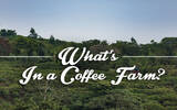 深入了解咖啡庄园 哥斯达黎加咖啡庄园介绍
