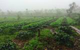 危地马拉种植历史最悠久的卡佩提洛庄园正牌安提瓜咖啡农协会认证
