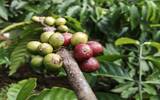 哥斯达黎加独特咖啡风味 卡内特庄园巴哈蜜处理系列风味描述