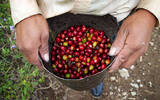 洪都拉斯咖啡最好的咖啡品牌 圣文森处理厂水洗洪都拉斯咖啡豆