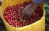 肯尼亚冽里产区Rumukia 咖啡农合作社Kiawamururu 处理厂AA介绍