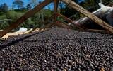 哥伦比亚咖啡品牌推荐-哥伦比亚胡拉火山小农咖啡