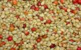 肯尼亚客西安威尼庄园咖啡豆详细介绍 烘焙建议