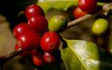 最好的肯尼亚咖啡在哪里种植 肯尼亚咖啡适合什么烘焙度