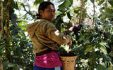危地马拉星巴克CAFE认证咖啡庄园 圣伊莎贝尔庄园肯亚式水洗介绍